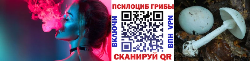 Галлюциногенные грибы Psilocybe  ОМГ ОМГ ССЫЛКА  Зеленокумск 